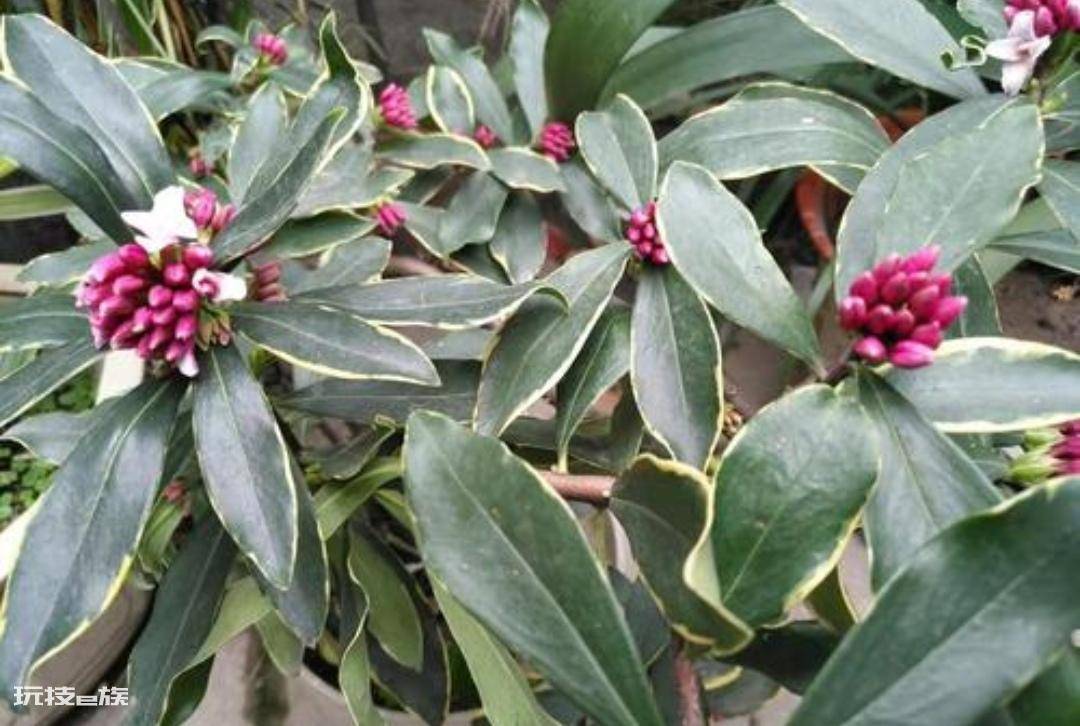 常见香味浓郁的花卉(家里养5种花卉植物清香四溢)-图片8